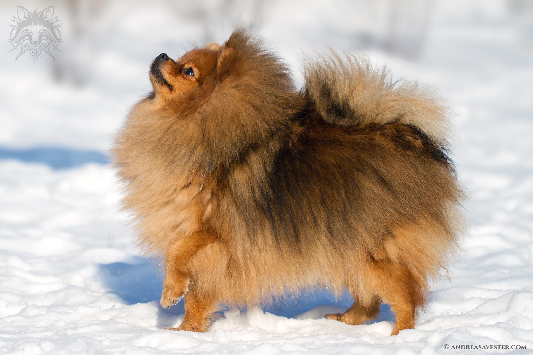 German Spitz Dog