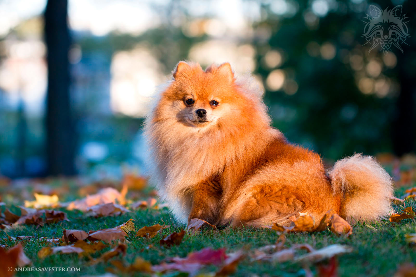 German Spitz Dog