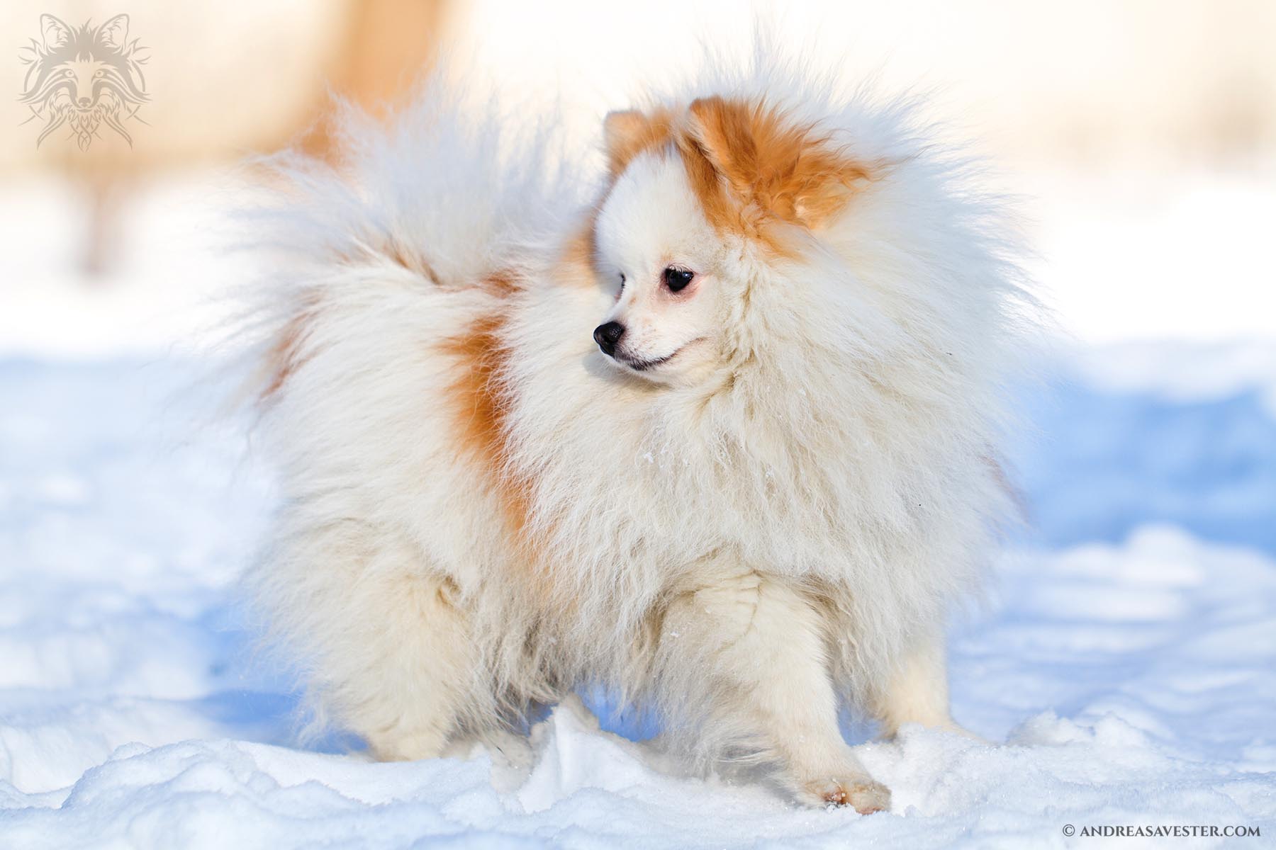 Pomeranian Dog