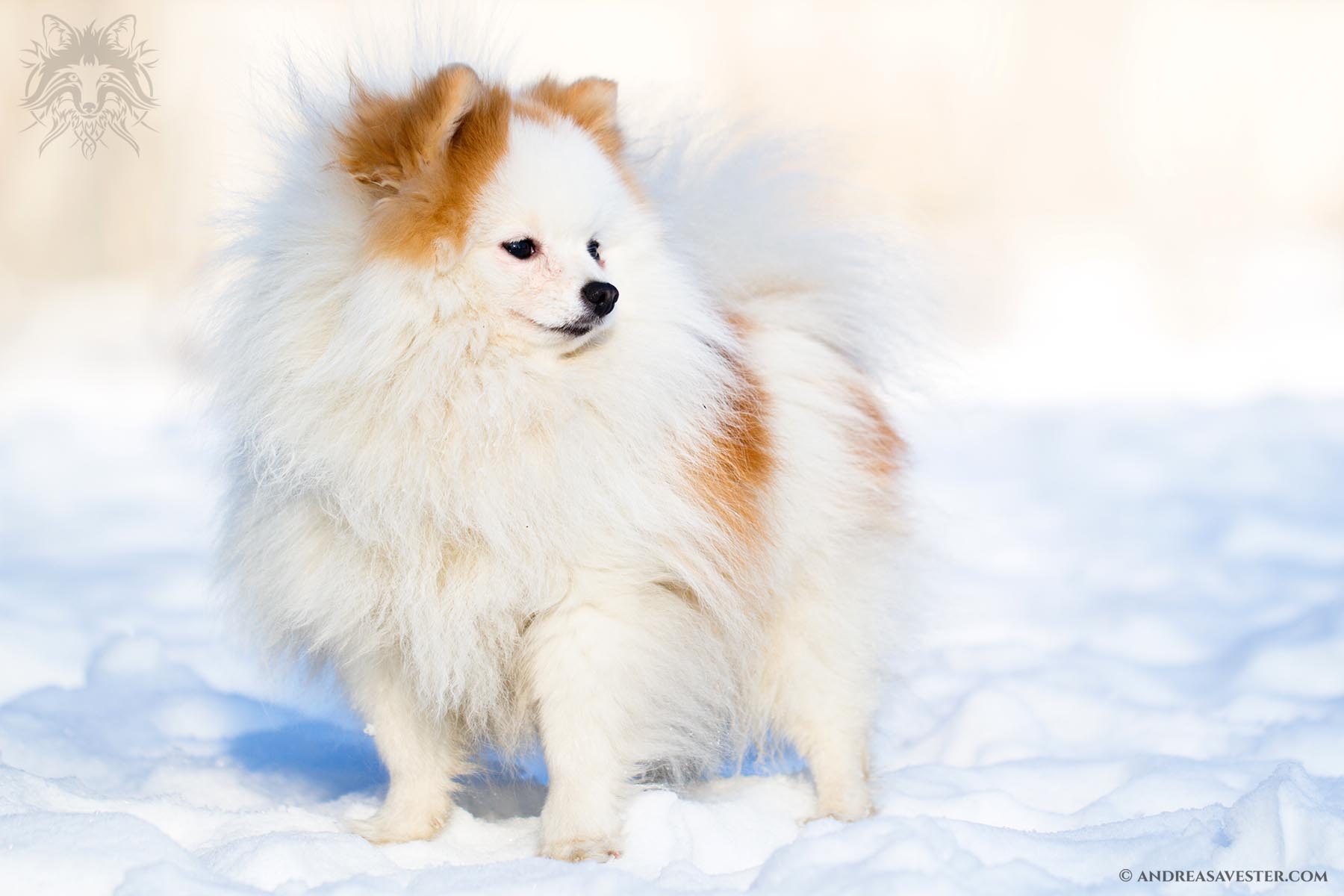 Pomeranian Dog