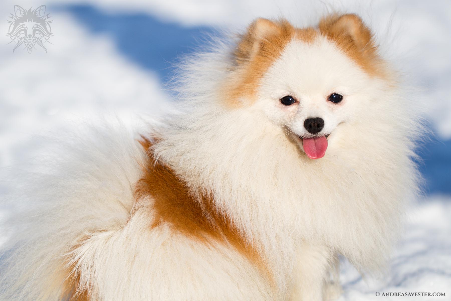 Pomeranian Dog