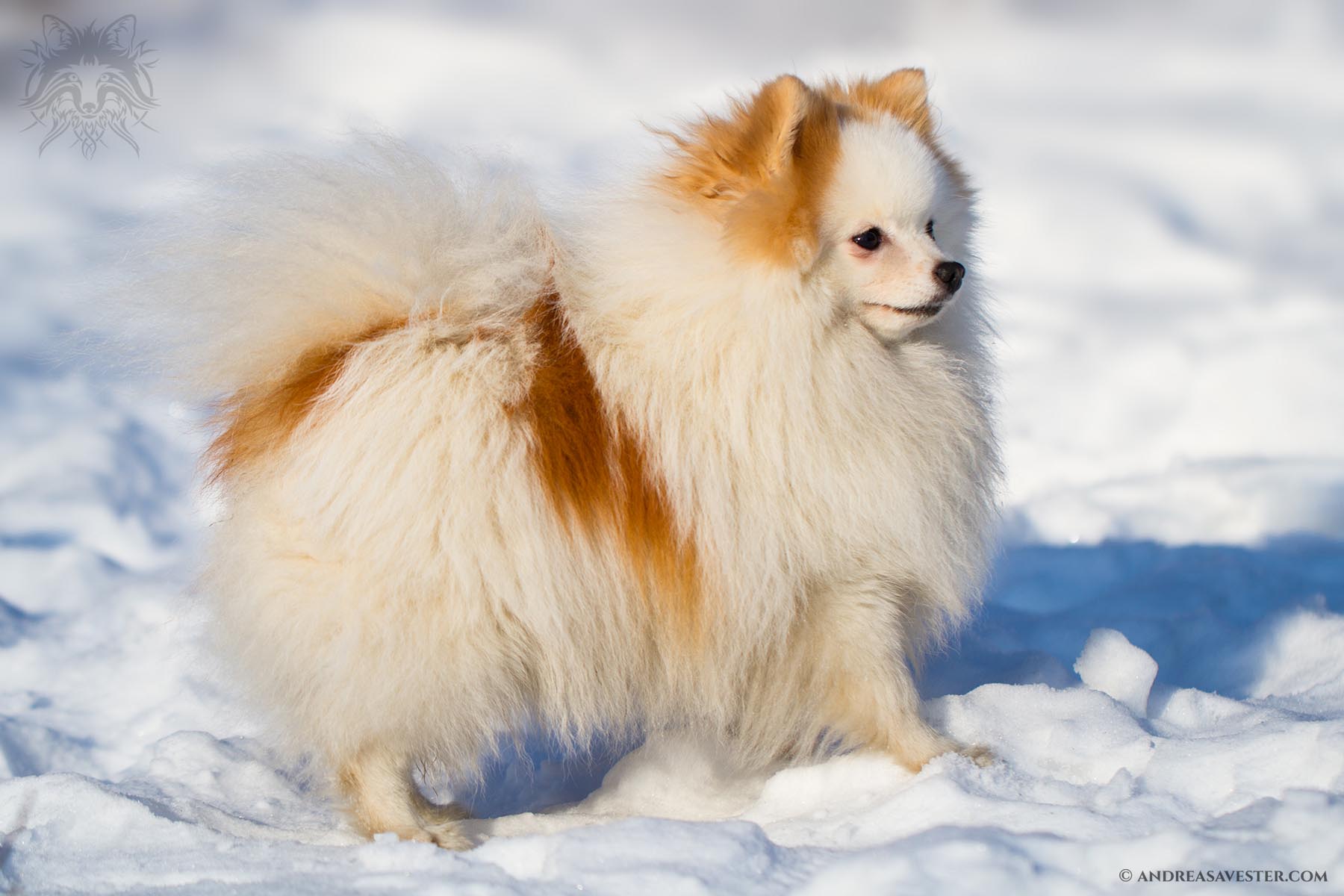 Pomeranian Dog