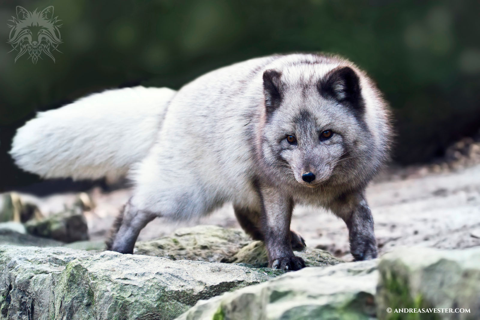 Arctic Fox