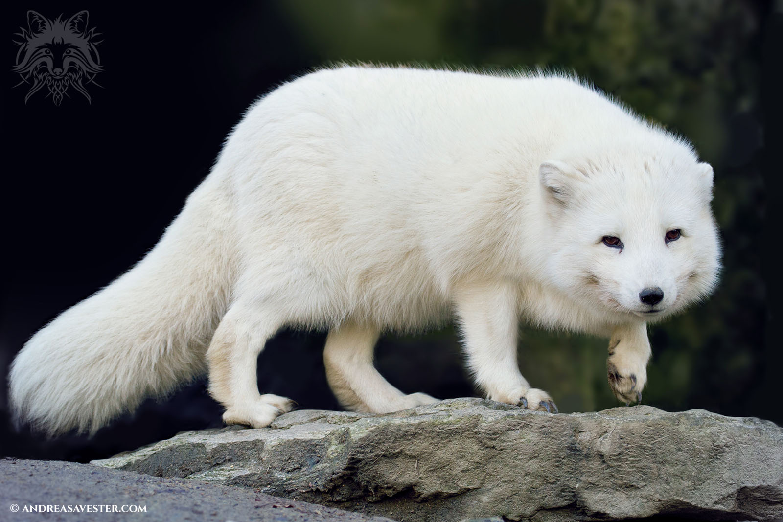 Arctic Fox