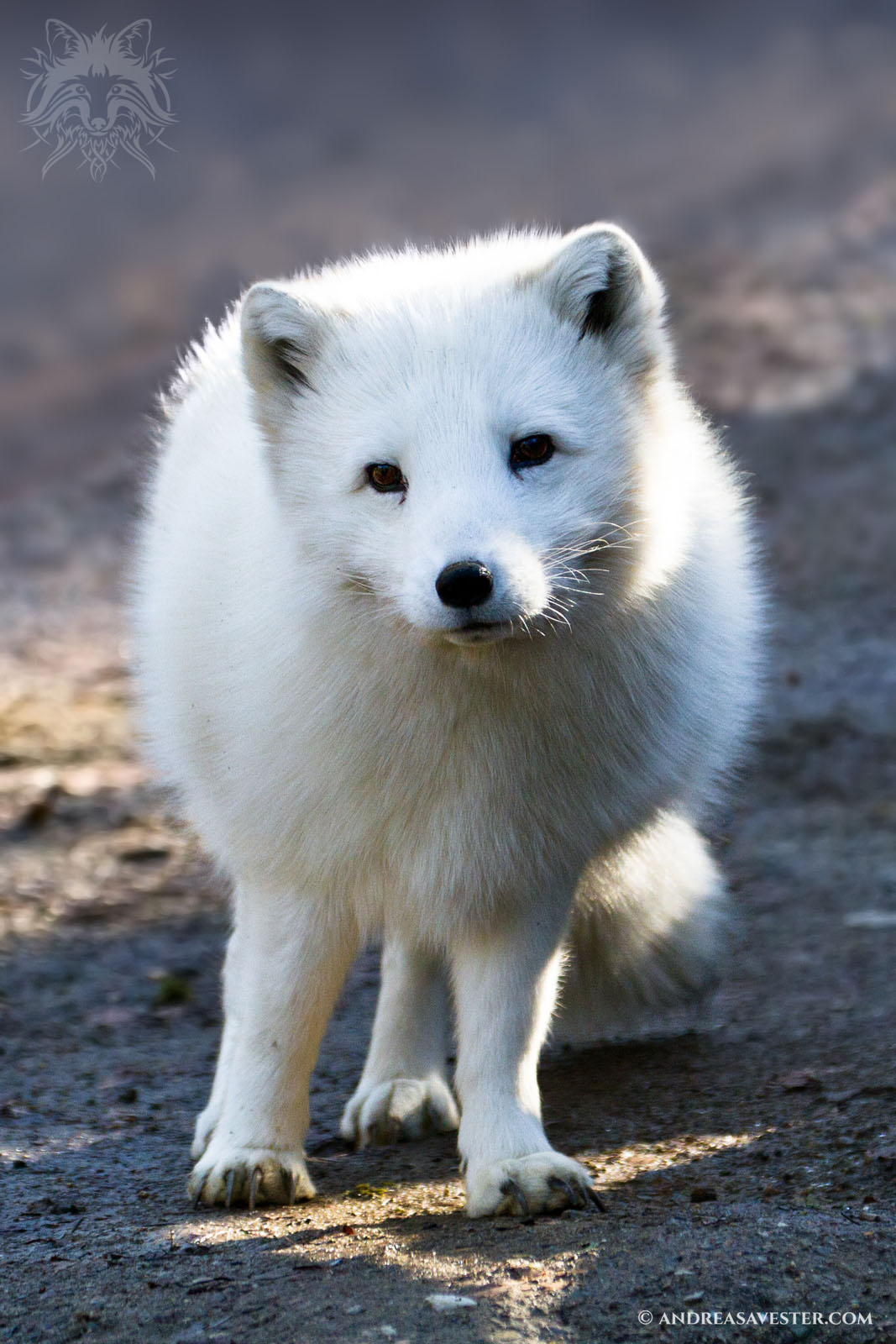 Arctic Fox