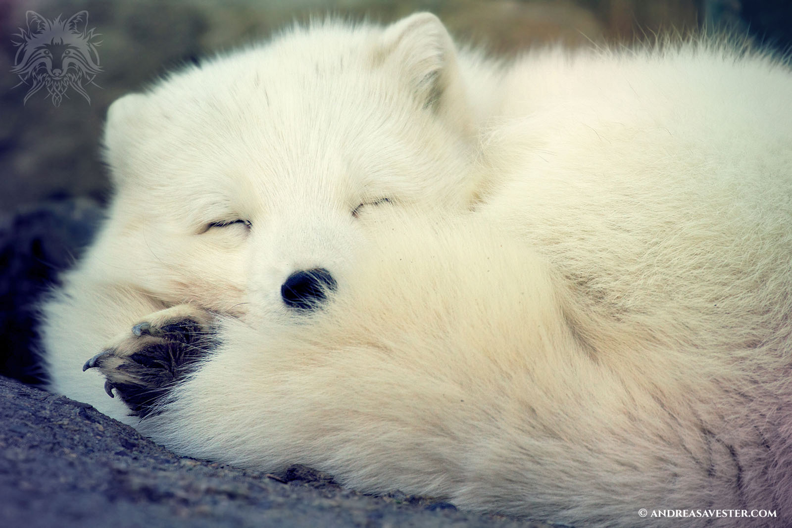 Arctic Fox