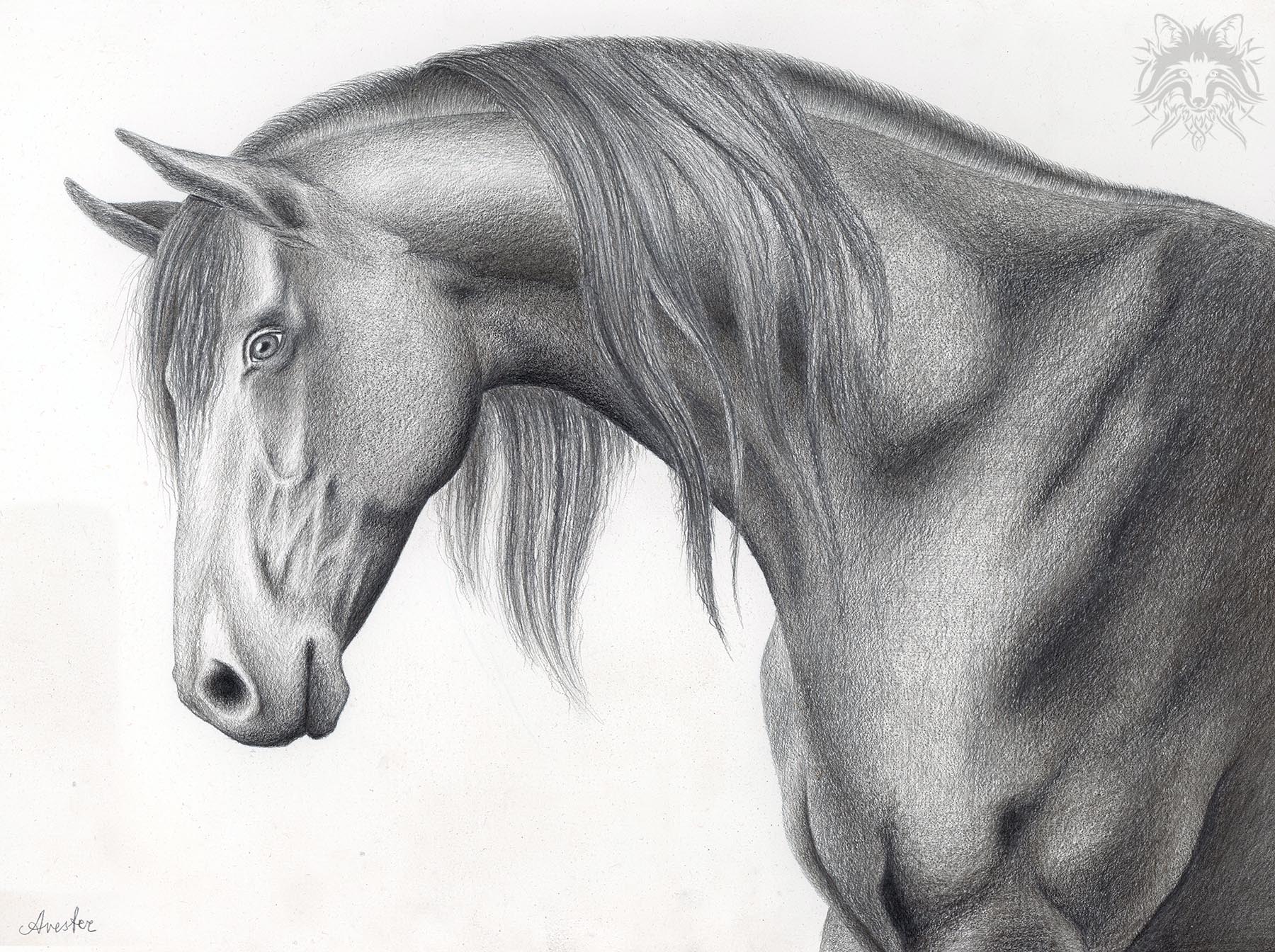 Metalpoint drawing of a horse head.