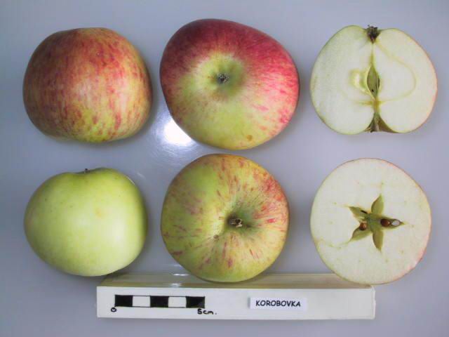 Apple cultivar “Korobovka.”