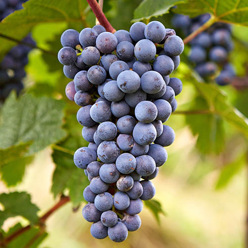 Grape cultivar “Zilga.”