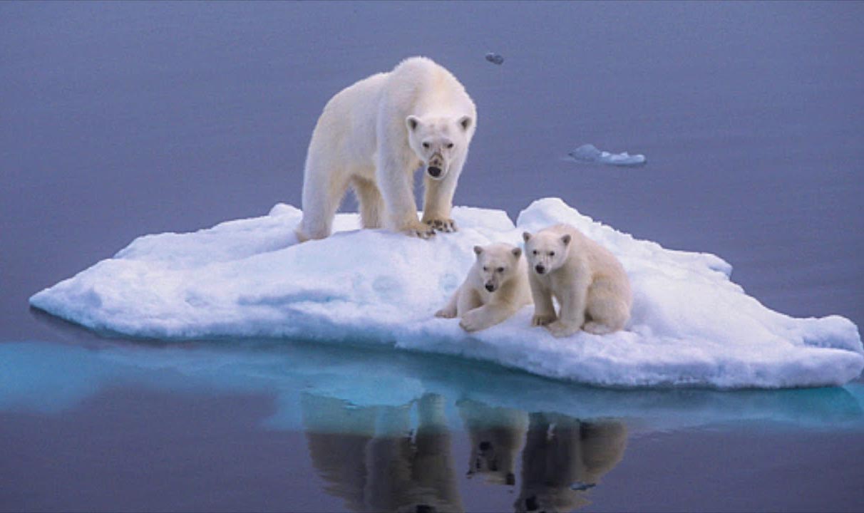 Polar bears on melting ice.