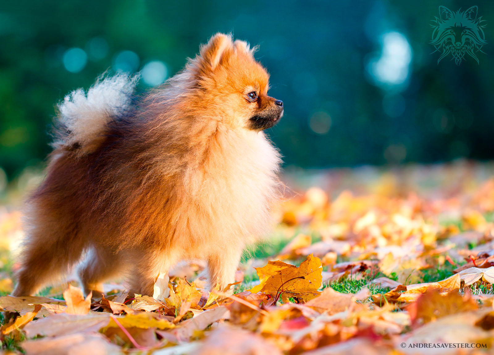 German Spitz dog