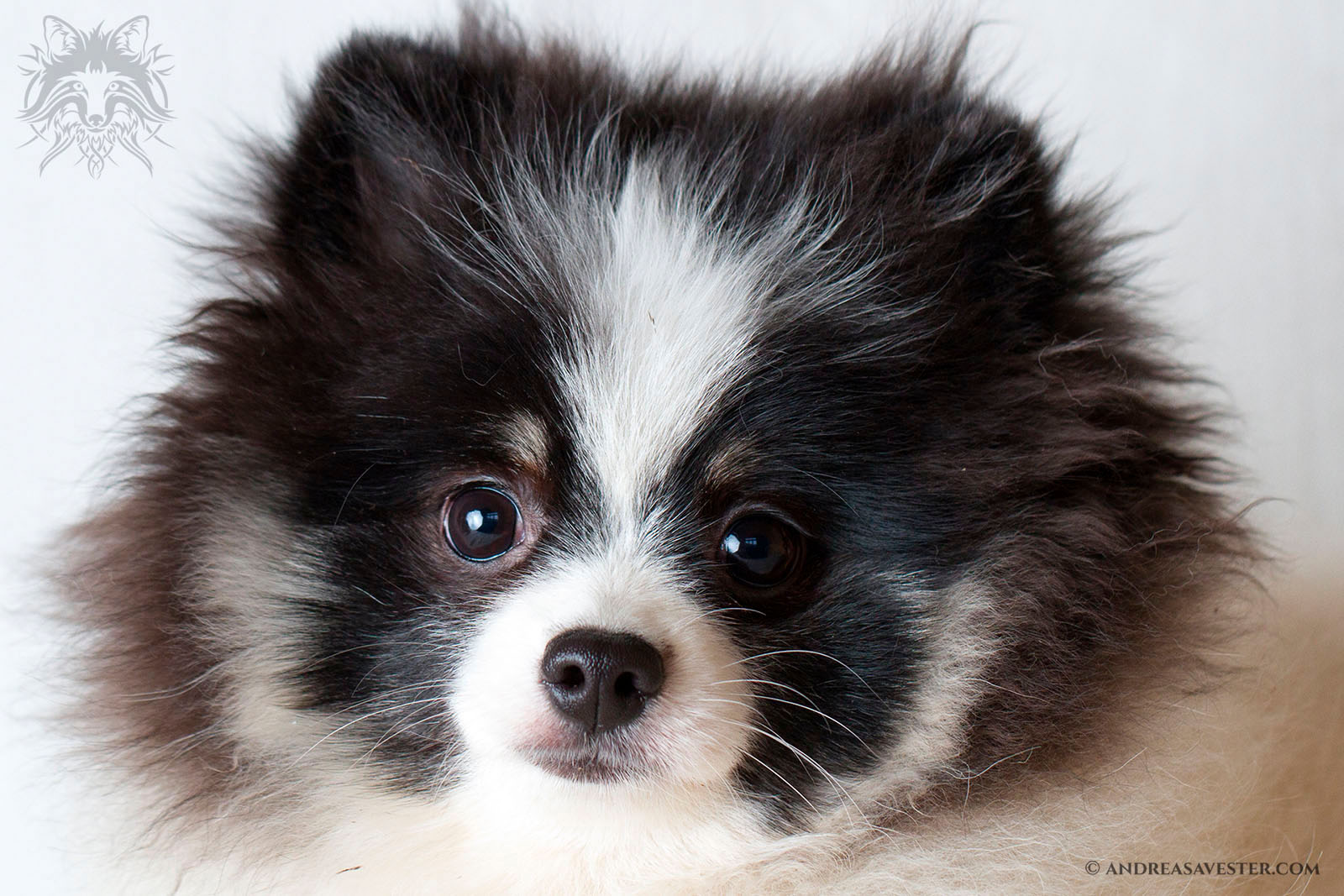 German Spitz dog