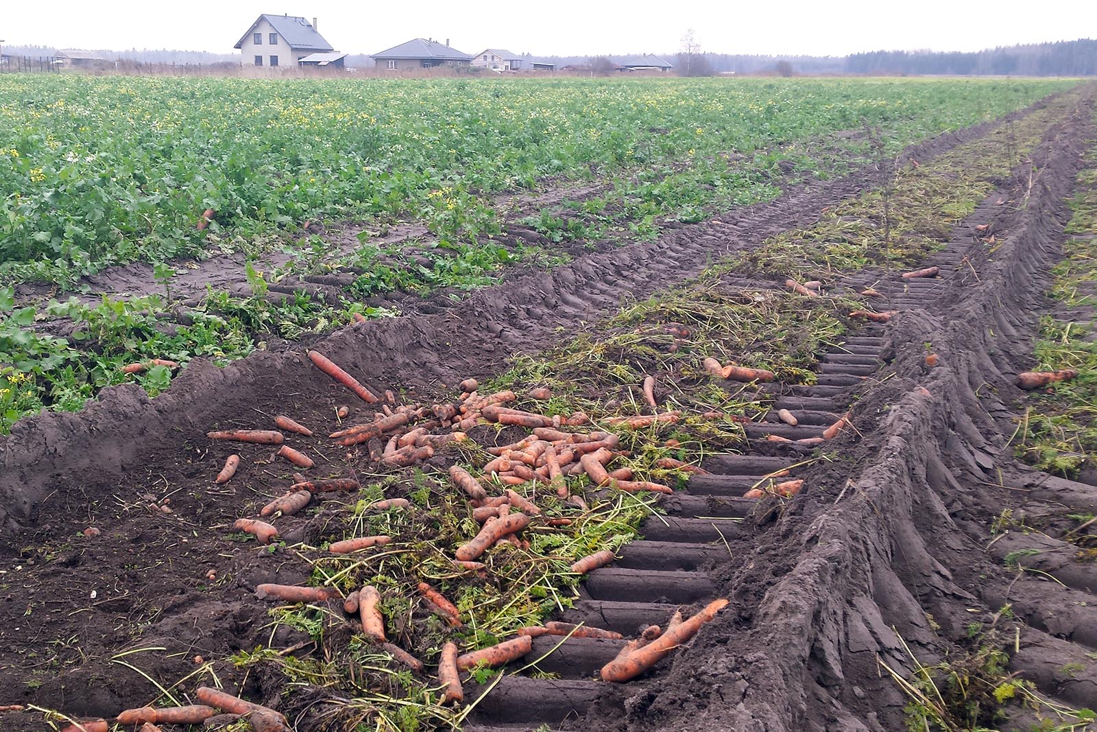 carrots, food waste