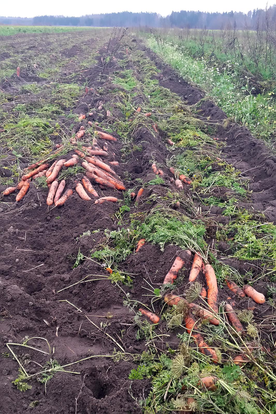 carrots, food waste