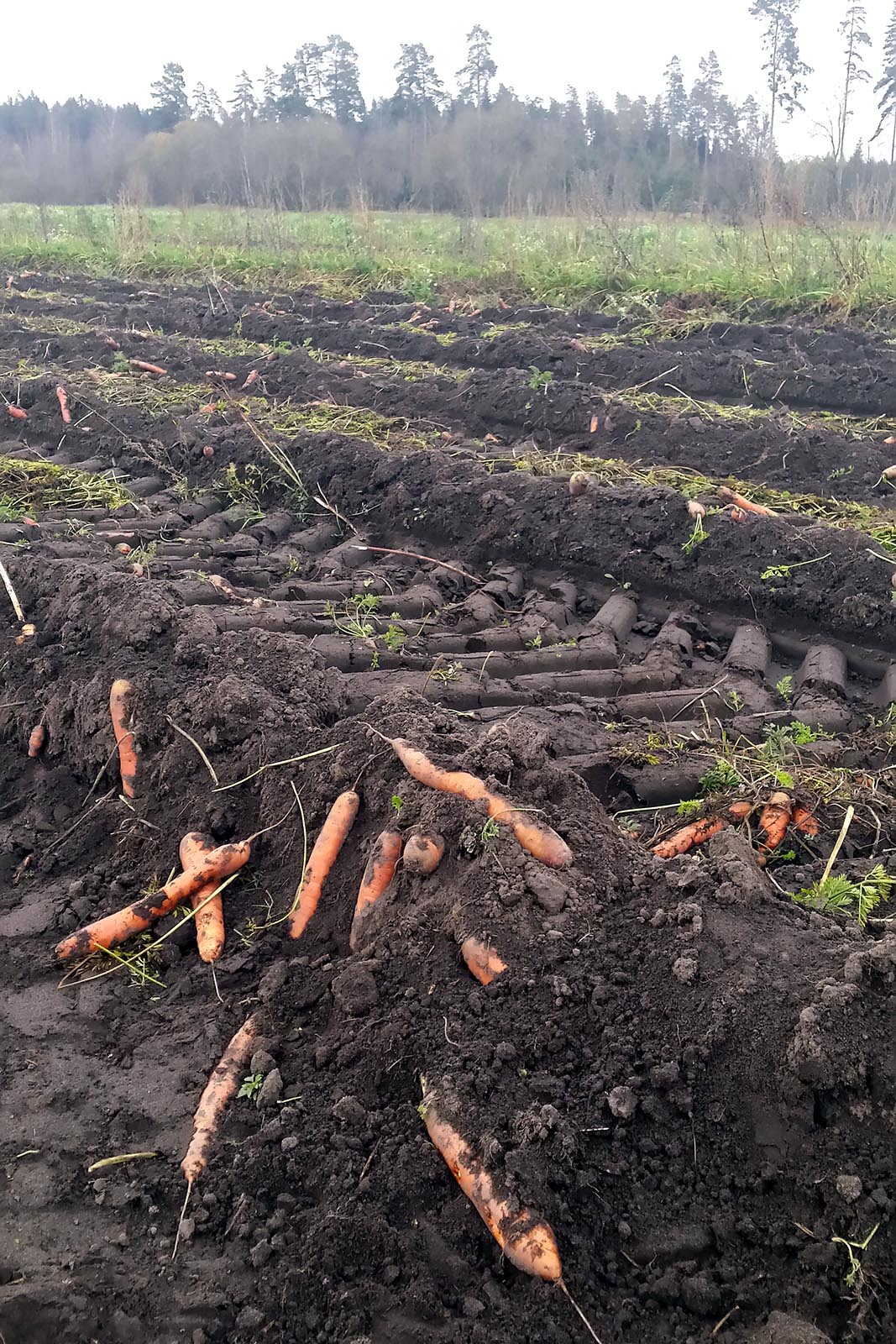 carrots, food waste