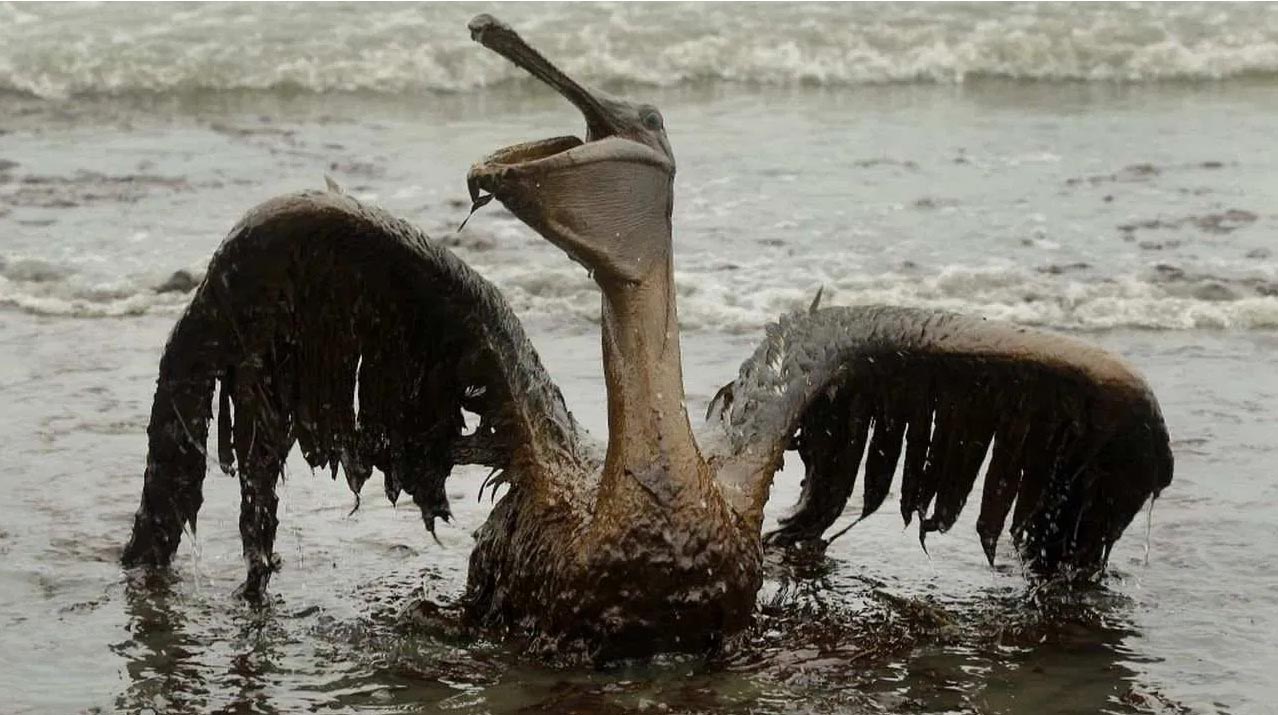 Oil spill bird