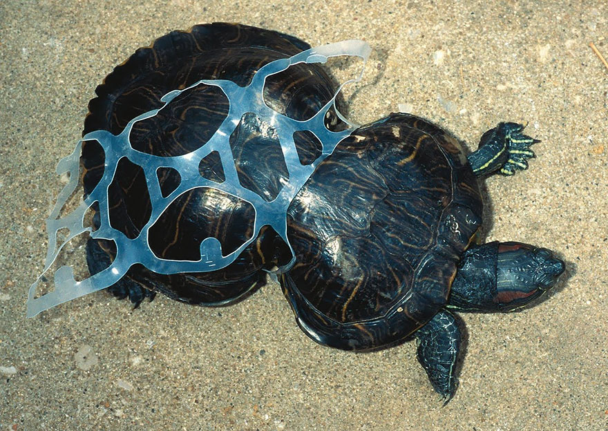 Plastic pollution