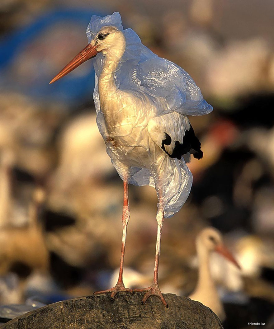 Plastic pollution