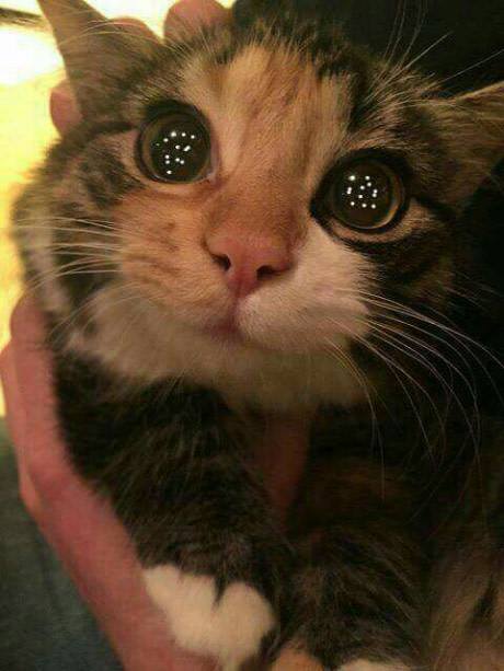 sparkle eyes