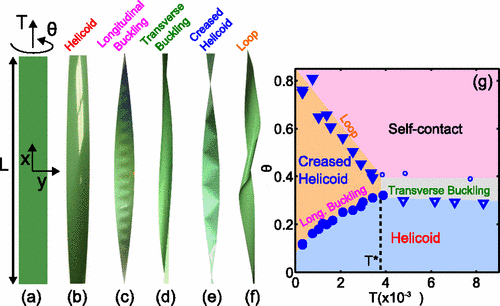 Ribbon phase diagram