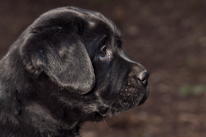 black_boy2_profile