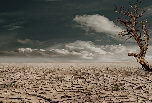 A wasteland of dry earth and a dead tree