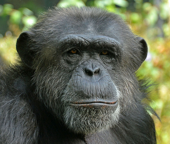 A close-up of a chimpanzee