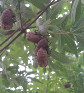 A group of cicada shells