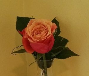 Rose in a bud vase