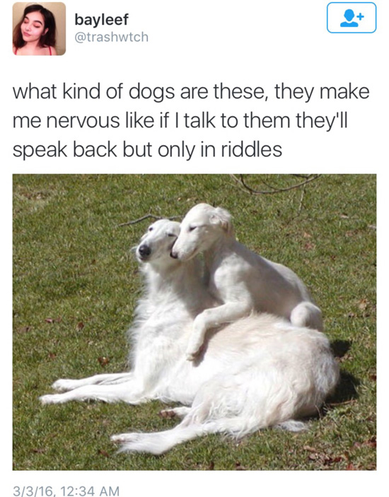 tweet by trashwtch of two pretty dogs with a funny caption