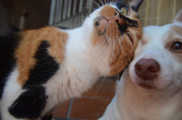 snuggly cat and dog friends