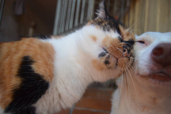 snuggly cat and dog friends