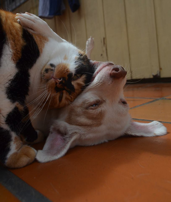 snuggly cat and dog friends