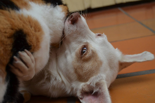 snuggly cat and dog friends