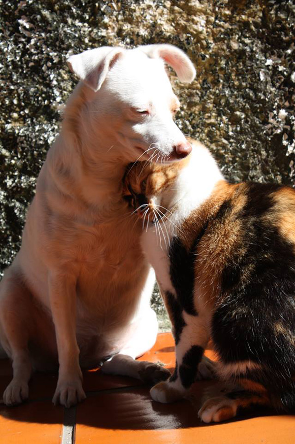 snuggly cat and dog friends