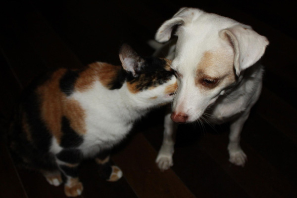 snuggly cat and dog friends