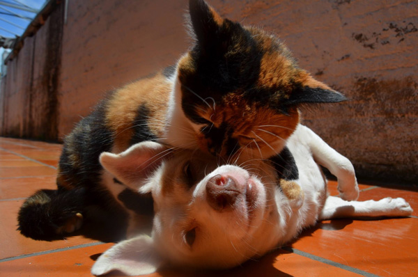 snuggly cat and dog friends