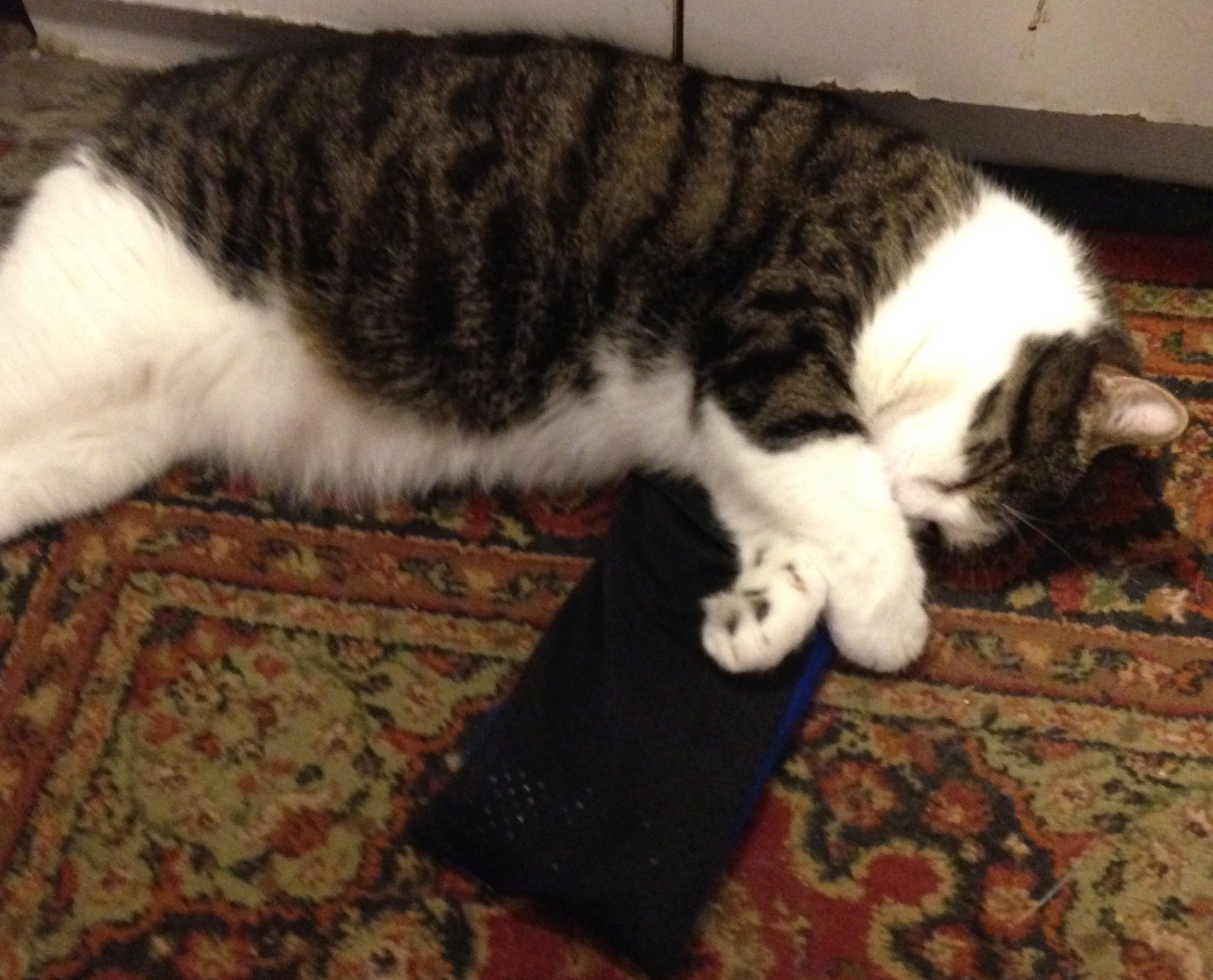 The picture shows His Holiness St. Ray the Cat snoozing with his paws on an ice pack. He is very cute and fuzzy.