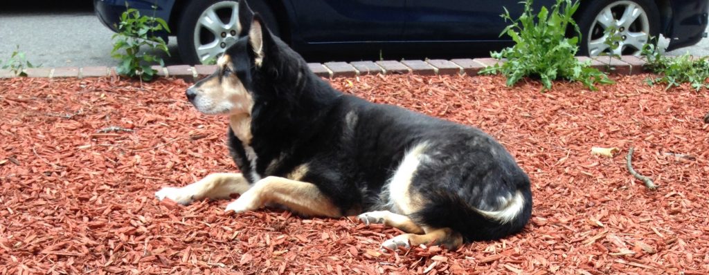 The image shows a mid-sized dog. She's mostly black with light tan on her legs and cheeks, and on her feet and muzzle, except for a black stripe down the top of her nose. She's lying in reddish cedar mulch. Behind her is a very low brick wall, and behind that a car parked in the street. Her ears are pointed, and she's looking intently down the street where a less mellow dog is barking. She's part German Shepard, and part Husky, and she has thick, soft fur. The top of her head and her ears in particular feel like velvet. 