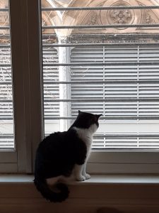 The picture shows my cat, St. Ray, looking out the window. He is a cat of solid build, with dark gray and black striped fur on his back, tail, and head. His muzzle, chest, legs, belly, and a collar on his shoulders are snowy white and very, very soft to the touch.He is at the bottom of a door-sized window, seated on the sill, with his tail hanging down in a neat curl. He's looking out at people who cannot be seen in the street below. Outside, parts of a tree are visible, buds still just barely starting to open for the spring. The building across the way has shuttered windows, below stone arches carved with leaves and flowers - I believe they are thistles. 