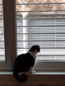 The picture shows my cat, St. Ray, looking out the window at a different angle. He is a cat of solid build, with dark gray and black striped fur on his back, tail, and head. His muzzle, chest, legs, belly, and a collar on his shoulders are snowy white and very, very soft to the touch. He is at the bottom of a door-sized window, seated on the sill, with his tail hanging down in a neat curl. He's looking out at people who cannot be seen in the street below. Outside, parts of a tree are visible, buds still just barely starting to open for the spring. The building across the way has shuttered windows, below stone arches carved with leaves and flowers - I believe they are thistles. 