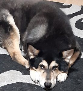 Image shows Raksha lying curled slightly on the rug, with her right hind leg sticking forward to her front paws. Her snoot is on the ground between her front paws, and she is looking up at the camera. Her fur is thick and  black with the white underfur showing through in some places. Her paws are white, and the insides of her black, triangular ears are also white. Her eyebrows, and the sides of her face are white/white-tan, with a black stripe from her black nose to her eyes, and black running under her dark eyes. She's part husky, part German Shepard.