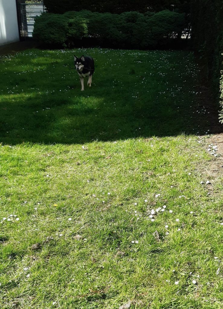 The picture shows Raksha approaching the camera, carrying a stick. The portion of the lawn she's on is shaded, but she's a few steps away from the sunlit portion. The grass has little white daisies speckling it, and there's a hedge around the edges of the lawn. She's a medium-sized dog, about 50lbs, mostly black, with white on her legs, cheeks, and the sides of her muzzle. Her eyes have a little black under and around them, merging with a black stripe down the center of her long nose, and she has white eyebrows that give her a very expressive face. Her ears are large, triangular, and erect, black on the backs, with white fur inside them