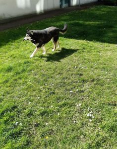 The picture shows Raksha carrying a stick. She's in the sunny part of the lawn now, and the light is making her black fur look thick and soft. She's mid-trot, and looking cheerful. The grass has little white daisies speckling it, and there's a hedge around the edges of the lawn. She's a medium-sized dog, about 50lbs, mostly black, with white on her legs, cheeks, and the sides of her muzzle. Her eyes have a little black under and around them, merging with a black stripe down the center of her long nose, and she has white eyebrows that give her a very expressive face. Her ears are large, triangular, and erect, black on the backs, with white fur inside them