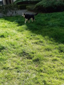 The picture shows Raksha approaching the camera, from the other side of the lawn, still carrying a stick. The portion of the lawn she's on is shaded, but her nose is just poking into the sunlit portion. The grass taller in this area, and growing unevenly. Some patches are at about heel/ankle height for her, so maybe six inches long. This part also has little white daisies speckling it, and there's a hedge around the edges of the lawn. She's a medium-sized dog, about 50lbs, mostly black, with white on her legs, cheeks, and the sides of her muzzle. Her eyes have a little black under and around them, merging with a black stripe down the center of her long nose, and she has white eyebrows that give her a very expressive face. Her ears are large, triangular, and erect, black on the backs, with white fur inside them