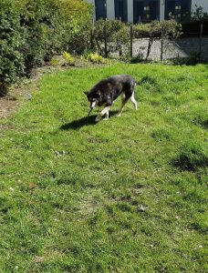 The picture shows Raksha approaching the camera, from the other side of the lawn, still carrying a stick, and looking for a good spot to lie down. The grass has little white daisies speckling it, and there's along the left side of the picture, with a gravel circle beyond the lawn, and an apartment building behind that. . She's a medium-sized dog, about 50lbs, mostly black, with white on her legs, cheeks, and the sides of her muzzle. Her eyes have a little black under and around them, merging with a black stripe down the center of her long nose, and she has white eyebrows that give her a very expressive face. Her ears are large, triangular, and erect, black on the backs, with white fur inside them