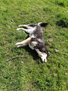 The picture shows Raksha on her side on the grass, rubbing her snout against the ground. She's a medium-sized dog, about 50lbs, mostly black, with white on her legs, cheeks, and the sides of her muzzle. Her eyes have a little black under and around them, merging with a black stripe down the center of her long nose, and she has white eyebrows that give her a very expressive face. Her ears are large, triangular, and erect, black on the backs, with white fur inside them