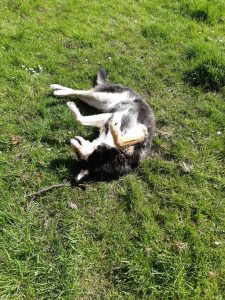 The picture shows Raksha rolling on her back on the grass, her feet up in the air. She's a medium-sized dog, about 50lbs, mostly black, with white on her legs, cheeks, and the sides of her muzzle. Her eyes have a little black under and around them, merging with a black stripe down the center of her long nose, and she has white eyebrows that give her a very expressive face. Her ears are large, triangular, and erect, black on the backs, with white fur inside them