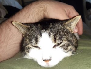 In this picture, you can see only his face/ears, and my arm draped over his shoulders. St. Ray is a very soft cat. He has brindled black and gold-grey fur, with white legs, shoulders, belly, and white on his nose, cheeks, and forehead. He's solidly built, and seems to be at least part British Shorthair. His fur is thick, but not "long". More of a plush texture. 