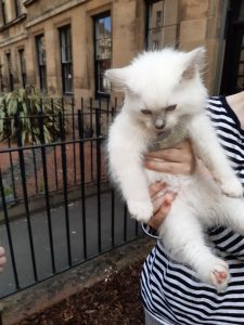 The image shows Banjo the kitten being held up by one of his humans. He's 8 weeks old, with fluffy white fur, and curious blue eyes. The human's shirt has horizontal black and white stripes. There are stone buildings in the background, with mulched yards in front, hemmed in by iron fencing. 